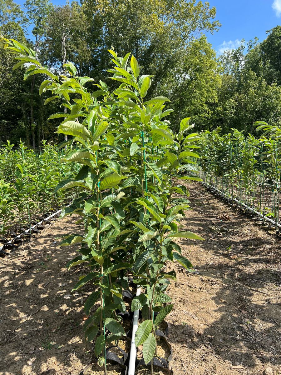 Dunstan chestnut trees Pickup At The Farm